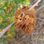 rose wasp gall (open early?)