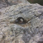 Rusty bolt on Indian Rock