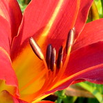 Daylily - 13
