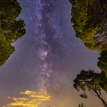 Milky Way among the trees