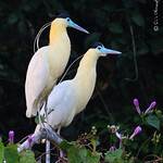 Capped Heron