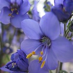 Happy Blue Monday ... :-))