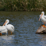 American White Pelicans_MG_0013