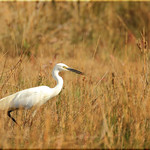 The Little Egret