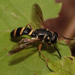 Syrphid mimic of Square headed wasp (Temnostoma sp.)