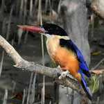 Black-capped kingfisher in mangrove forests : Glimpses of my trip to Sunderbans, a UNESCO World Heritage Site for halophytic mangrove forest.