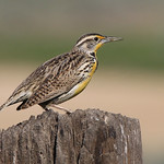 Western Meadowlark
