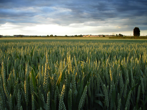 Awaiting the Crop Circle