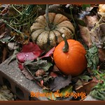 The Fallen Leaves.........................