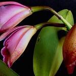 Cattleya Lc. Irene Finney 'Spring Bounty' AM/AOS