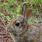 Young Cottontail Rabbit