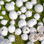 Plaster Balls