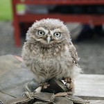 Young Owl