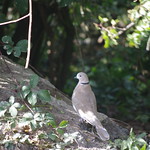 " Collered Dove "