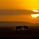 Elephants Tussle as Sun Sets