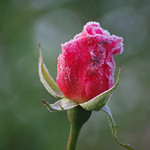 die Rose_____(My name is __ Queen Elisabeth)____