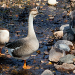 African Goose