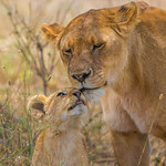 What About Love 1928