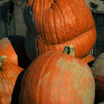 Pre-picked Pumpkins