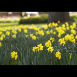 89 of 366 Host of golden Daffodils