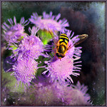 hoverfly heaven . . .