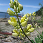 Wild Yellow Lupin