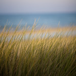 dune grass