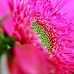 The pink side of life