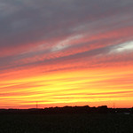 Cornfield Sunset