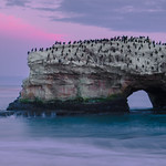 Four and Twenty Blackbirds