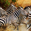CORBISZEBRAS_CALENDAR_02_orig_RGB.tif