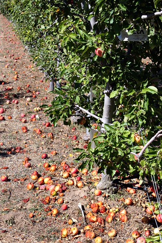 Apple Picking In Julian, CA Changing My Destiny