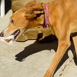 &iexcl;Al ladr&oacute;n!