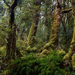 Fiordland rainforest