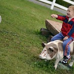 Apple Orchard 2011 057