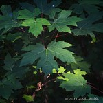 Big Leaf Maple