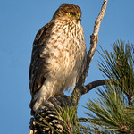 Cooper's Hawk