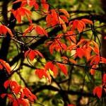 Red leaves