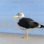 Lesser Black-backed Gull (Larus fuscus) - Sebastian Inlet, Florida