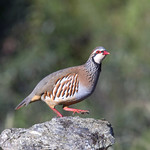 Perdiz-comum Alectoris rufa