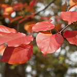 red leaves
