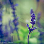 Late Lavender ~ 292|365