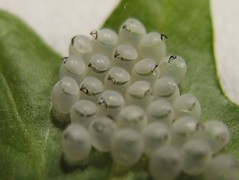 und jetzt noch größer