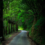 緑の道 Green path