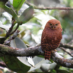 Glaucidium jardinii