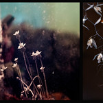 strange small still lifes...