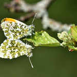 Orange Tip (Anthocaris cardamines)
