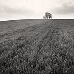 Brightwell Barrow, Wittenham Clumps 8x10 FP4+
