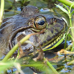 Bullfrog