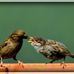 Mom I'm so hungry - my sparrows have offspring 💖💖💖
